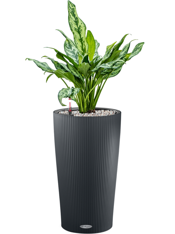 Aglaonema Miss Julliete v obalu Lechuza Cilindro 23 - substrát Vulkastrat, průměr 23 cm Aglaonema, Spící panna