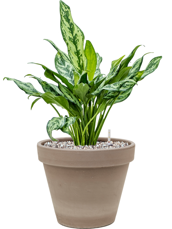 Aglaonema Miss Julliete v obalu Terra Cotta - substrát Vulkastrat, průměr 24 cm Aglaonema, Spící panna