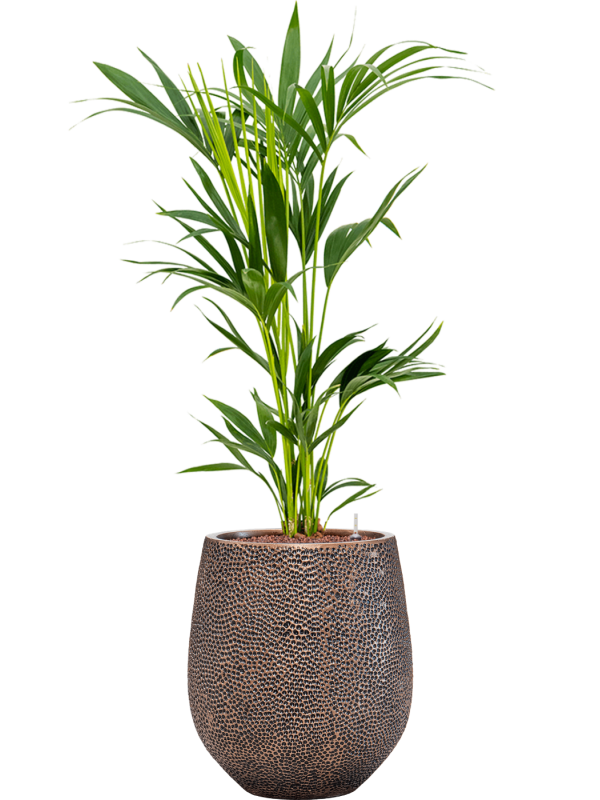 Kentia (Howea) forsteriana v obalu Baq Opus Hit - hydroponie, průměr 38 cm Kencie, Rajská palma