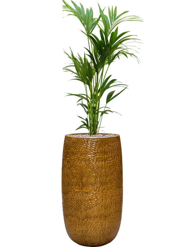 Kentia (Howea) forsteriana v obalu Marly - substrát Vulkastrat, průměr 36 cm Kencie, Rajská palma