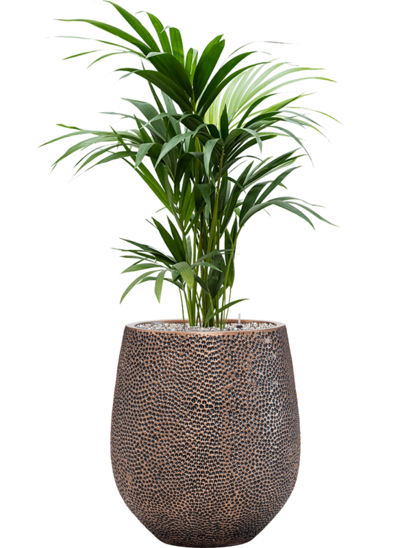 Kentia (Howea) forsteriana v obalu Baq Opus Hit - substrát Vulkastrat, průměr 38 cm Kencie, Rajská palma