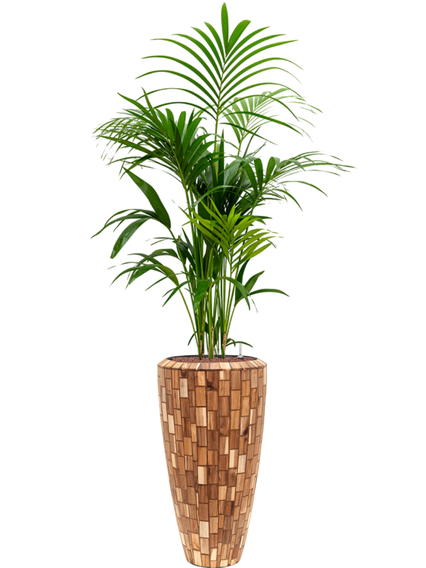 Kentia (Howea) forsteriana v obalu Baq Facets Jenga - hydroponie, průměr 35 cm Kencie, Rajská palma