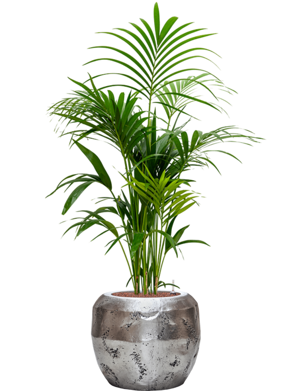 Kentia (Howea) forsteriana v obalu Baq Opus Raw - hydroponie, průměr 50 cm Kencie, Rajská palma