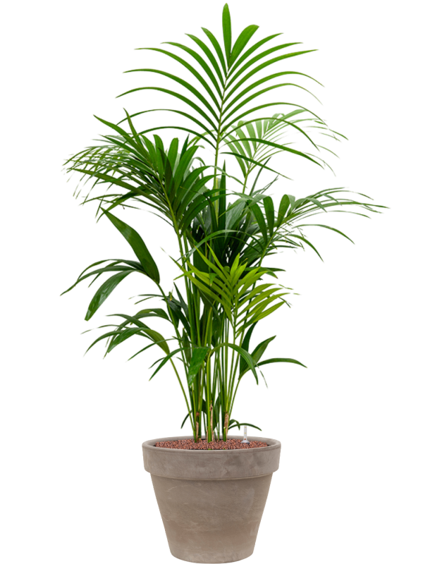 Kentia (Howea) forsteriana v obalu Terra Cotta - hydroponie, průměr 40 cm Kencie, Rajská palma