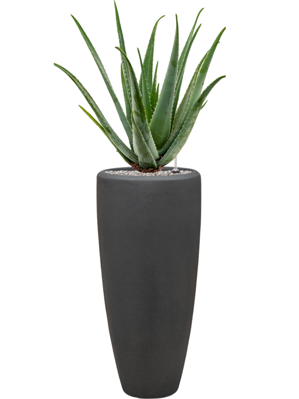 Aloe vera barbadensis v obalu Baq Polystone Plain - substrát Vulkastrat, průměr 30 cm Aloe pravá