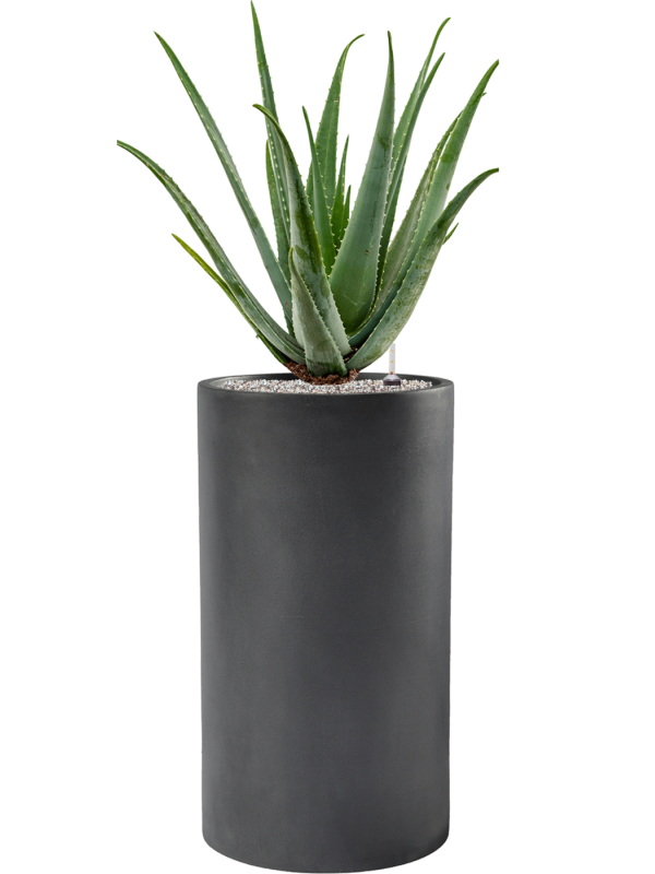Aloe vera barbadensis v obalu Baq Basic - substrát Vulkastrat, průměr 40 cm Aloe pravá
