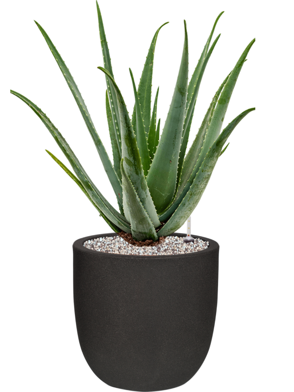 Aloe vera barbadensis v obalu Capi Urban Smooth NL - substrát Vulkastrat, průměr 35 cm Aloe pravá