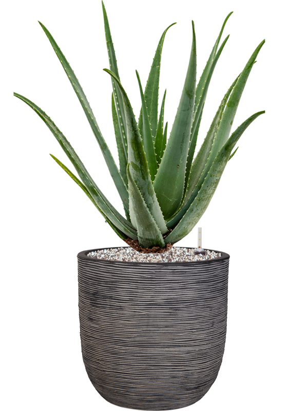 Aloe vera barbadensis v obalu Capi Nature Rib NL - substrát Vulkastrat, průměr 35 cm Aloe pravá