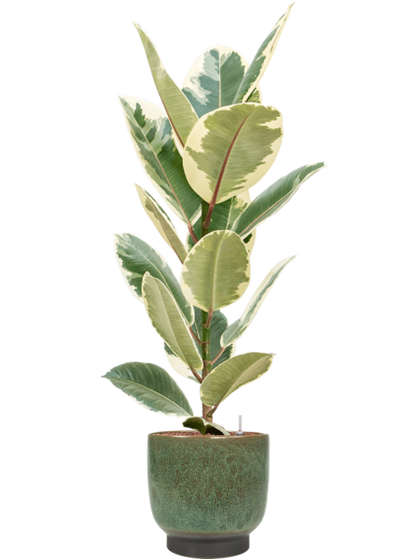 Ficus elastica Tineke v obalu Linn - hydroponie, průměr 25 cm Fíkovník pryžodárný, Fíkovník, Gumovník