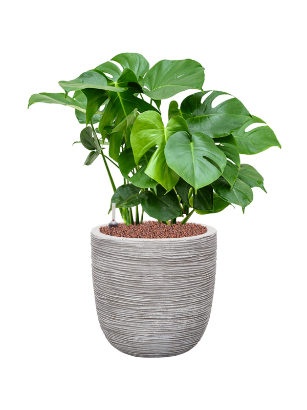 Monstera deliciosa v obalu Capi Nature Rib NL - hydroponie, průměr 35 cm Monstera skvostná