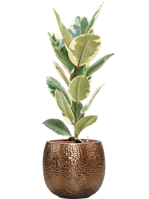 Ficus elastica Tineke v obalu Marly - hydroponie, průměr 30 cm Fíkovník pryžodárný, Fíkovník, Gumovník