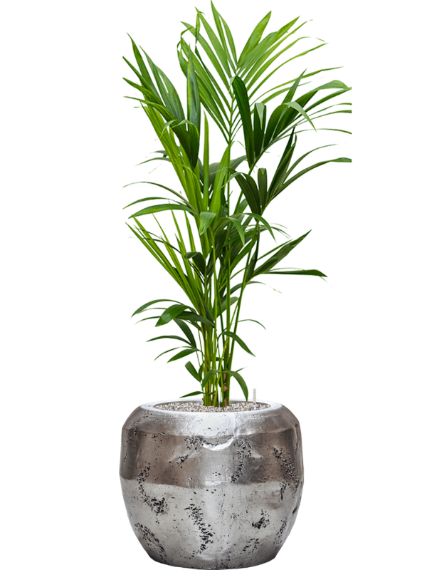 Kentia (Howea) forsteriana v obalu Baq Opus Raw - substrát Vulkastrat, průměr 50 cm Kencie, Rajská palma