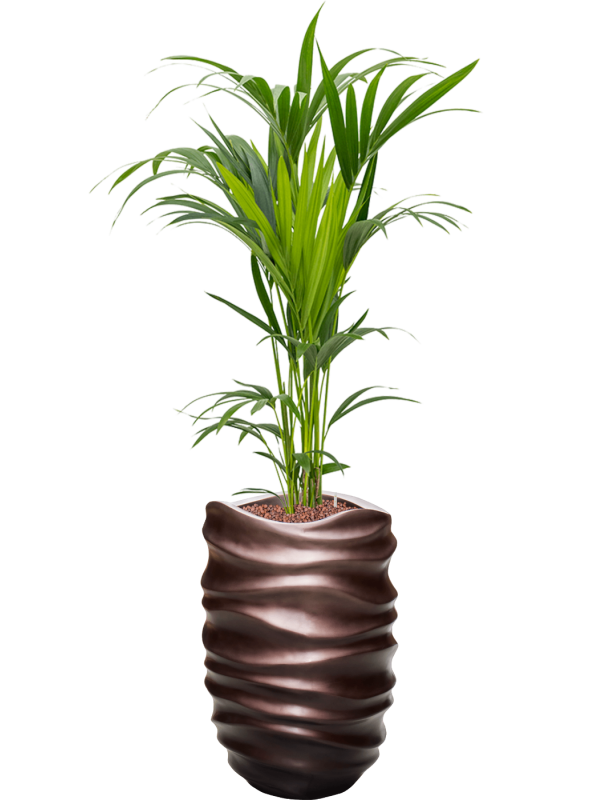 Kentia (Howea) forsteriana v obalu Baq Gradient Lee - hydroponie, průměr 40 cm Kencie, Rajská palma