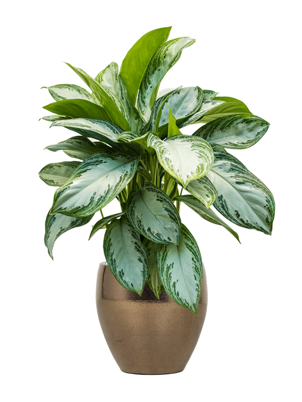 Aglaonema Silver Bay v obalu Amora - substrát Vulkastrat, průměr 26 cm Aglaonema, Spící panna