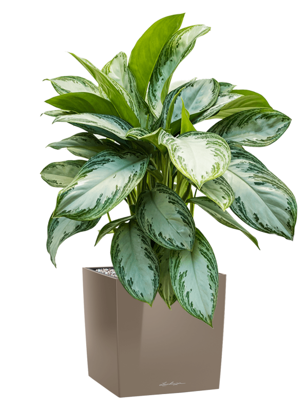 Aglaonema Silver Bay v obaluLechuza Cube Premium - substrát Vulkastrat, průměr 30 cm Aglaonema, Spící panna