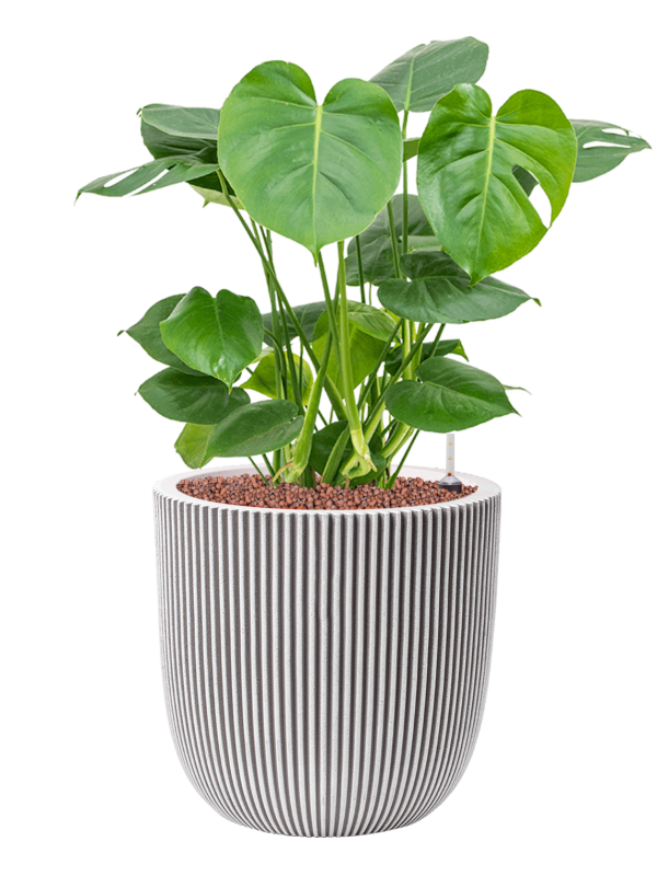 Monstera deliciosa v obalu Capi Nature Groove NL - hydroponie, průměr 35 cm Monstera skvostná