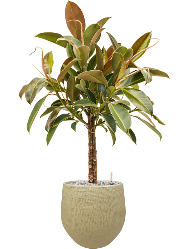 Ficus elastica Melany v obalu Ryan - substrát Vulkastrat, průměr 26 cm Fíkovník pryžodárný, Fíkovník, Gumovník