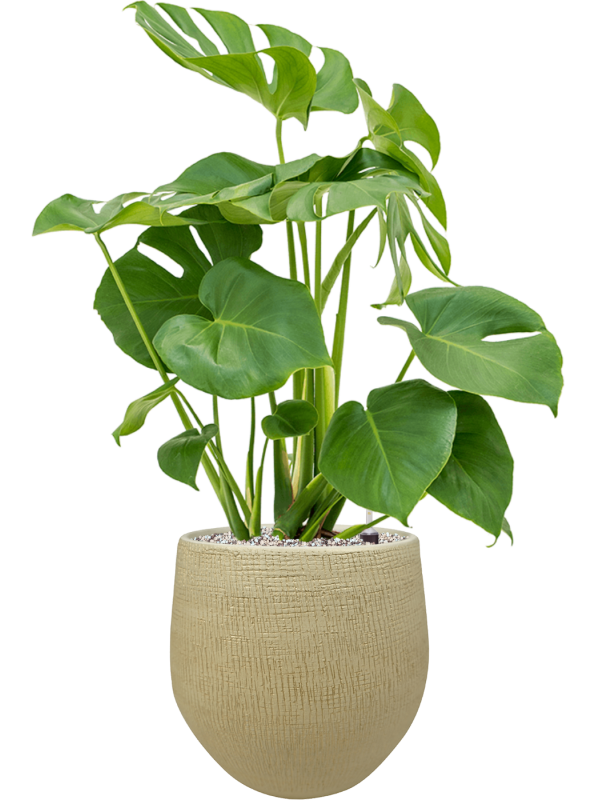 Monstera deliciosa v obalu Ryan - substrát Vulkastrat, průměr 26 cm Monstera skvostná