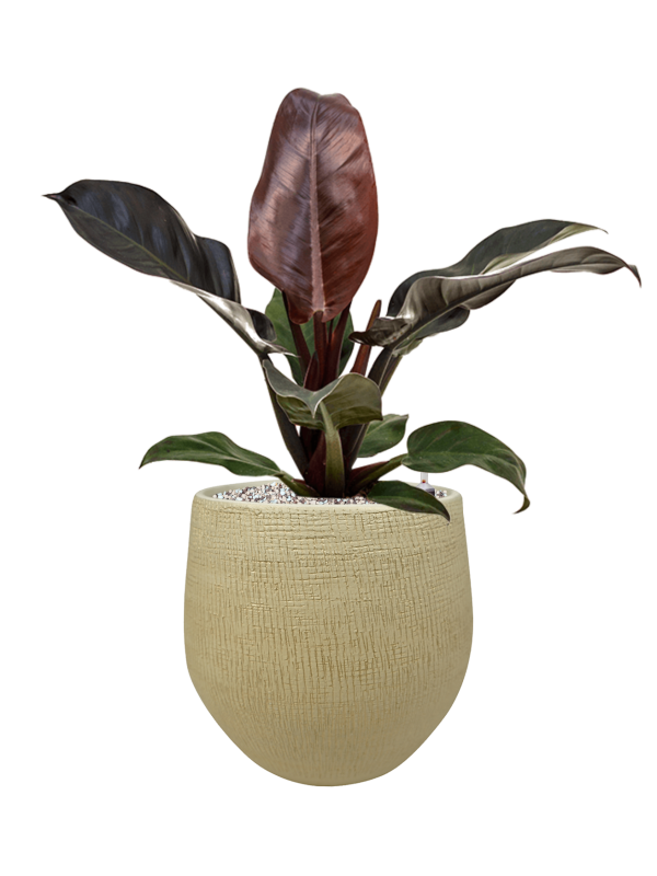 Philodendron Imperial Red v obalu Ryan - substrát Vulkastrat, průměr 26 cm Filodendron