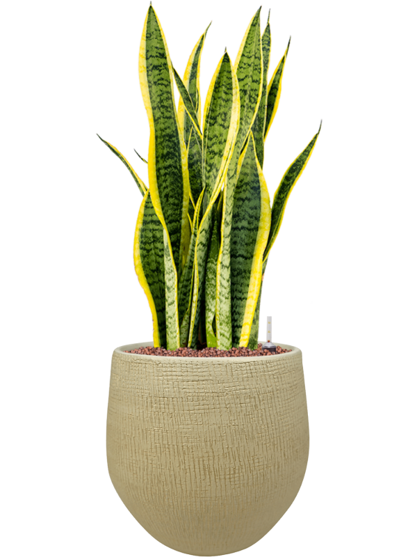 Sansevieria trifasciata Laurentii v obalu Ryan - hydroponie, průměr 26 cm Sanseveria, Tchýnin jazyk, Tenura