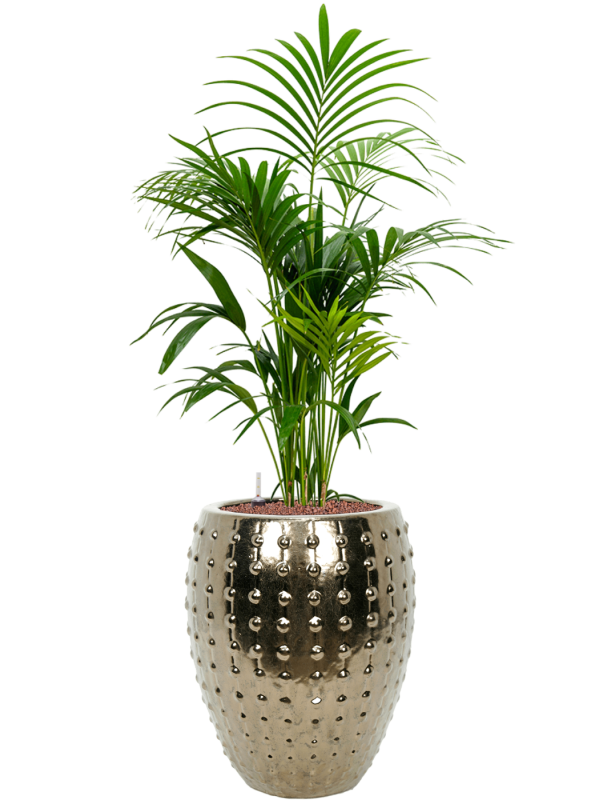 Kentia (Howea) forsteriana v obalu Laos - hydroponie, průměr 44 cm Kencie, Rajská palma