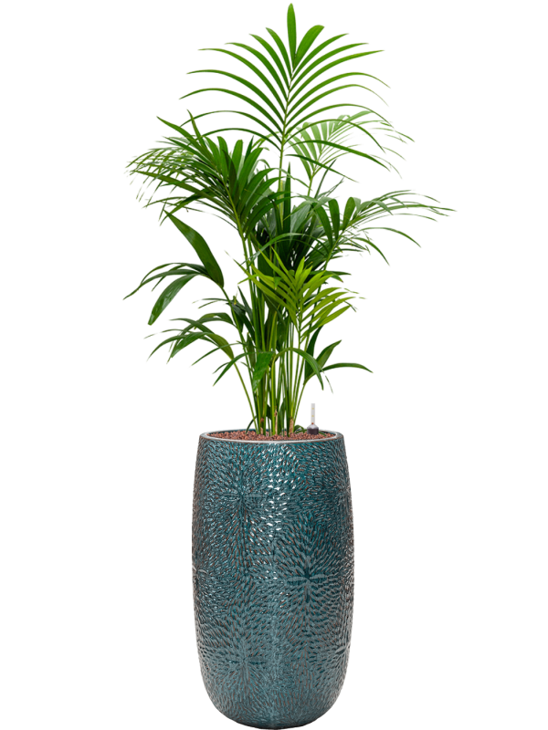Kentia (Howea) forsteriana v obalu Marly - hydroponie, průměr 36 cm Kencie, Rajská palma