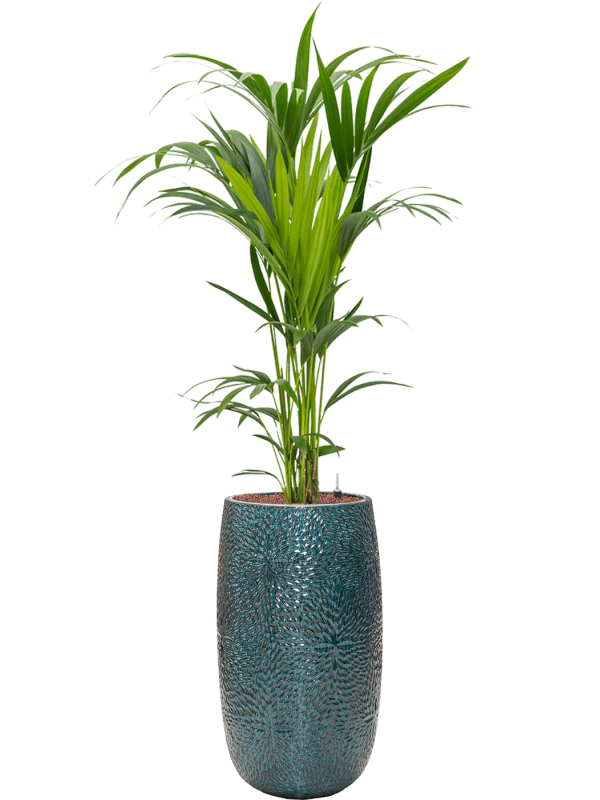 Kentia (Howea) forsteriana v obalu Marly - hydroponie, průměr 36 cm Kencie, Rajská palma