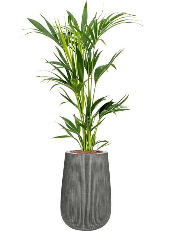 Kentia (Howea) forsteriana v obalu Ridged Vertically - hydroponie, průměr 29 cm Kencie, Rajská palma