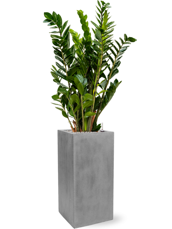 Zamioculcas zamiifolia v obalu fiberstone - substrát Vulkastrat, průměr 30 cm Kulkas, zamiokulkáda