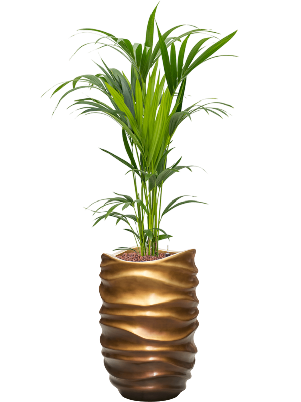 Kentia (Howea) forsteriana v obalu Baq Gradient Lee - hydroponie, průměr 40 cm Kencie, Rajská palma