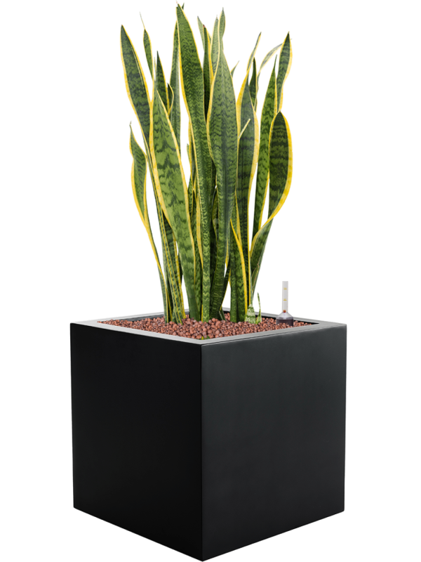 Sansevieria trifasciata Laurentii v obalu Argento - hydroponie, průměr 40 cm Sanseveria, Tchýnin jazyk, Tenura