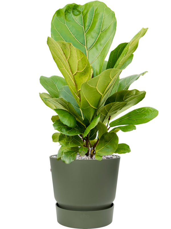 Ficus lyrata v obalu Greenville - substrát Vulkastrat, průměr 25 cm Fíkovník lyrovitý