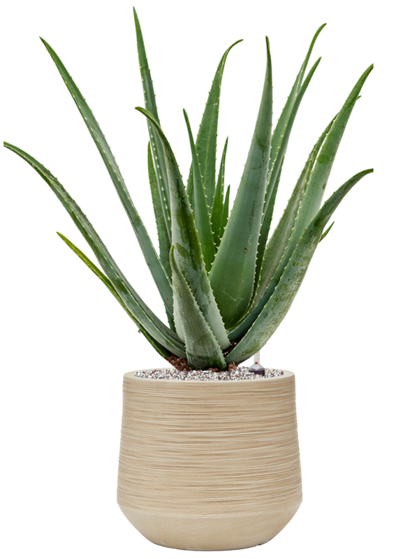Aloe vera barbadensis v obalu Baq Dune - substrát Vulkastrat, průměr 30 cm Aloe pravá