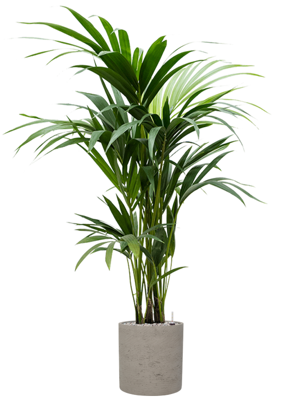 Kentia (Howea) forsteriana v obalu Rough - substrát Vulkastrat, průměr 25 cm Kencie, Rajská palma
