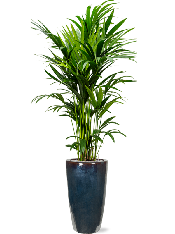 Kentia (Howea) forsteriana v obalu Plain - substrát Vulkastrat, průměr 36 cm Kencie, Rajská palma