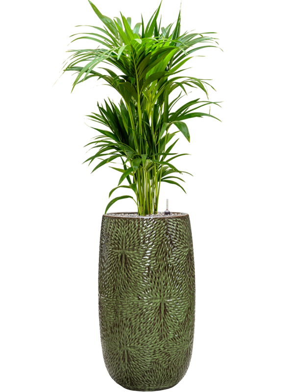 Kentia (Howea) forsteriana v obalu Marly - substrát Vulkastrat, průměr 36 cm Kencie, Rajská palma