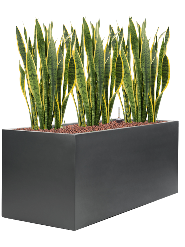 Sansevieria trifasciata Laurentii v obalu Stretto - hydroponie, průměr 100 cm Sanseveria, Tchýnin jazyk, Tenura