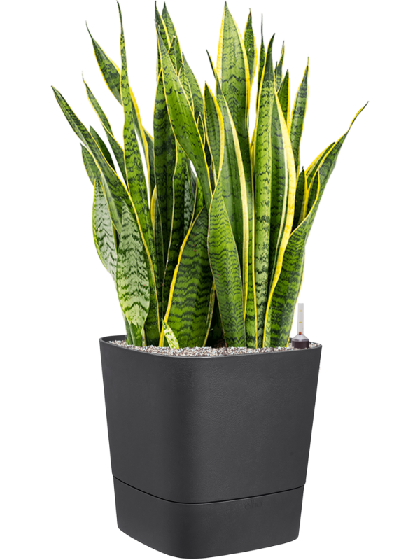 Sansevieria trifasciata Laurentii v obalu Greensense Aqua Care - substrát Vulkastrat, průměr 38 cm Sanseveria, Tchýnin jazyk, Tenura