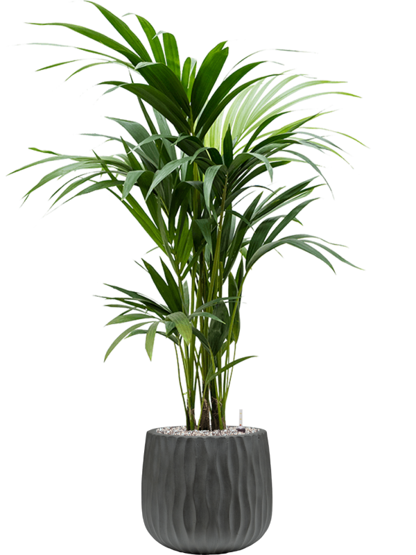 Kentia (Howea) forsteriana v obalu Wave - substrát Vulkastrat, průměr 29 cm Kencie, Rajská palma