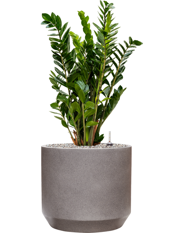 Zamioculcas zamiifolia v obalu Rotunda Urban - substrát Vulkastrat, průměr 35 cm Kulkas, zamiokulkáda