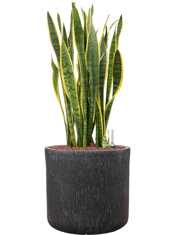 Sansevieria trifasciata Laurentii v obalu Baq Raindrop - hydroponie, průměr 34 cm Sanseveria, Tchýnin jazyk, Tenura