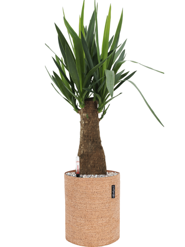 Yucca elephantipes v obalu Lechuza Trendcover 23 Cork - substrát Vulkastrat, průměr 23 cm Juka