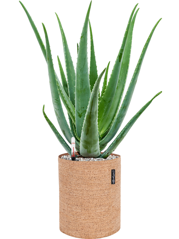 Aloe vera barbadensis v obalu Lechuza Trendcover 23 Cork - substrát Vulkastrat, průměr 23 cm Aloe pravá