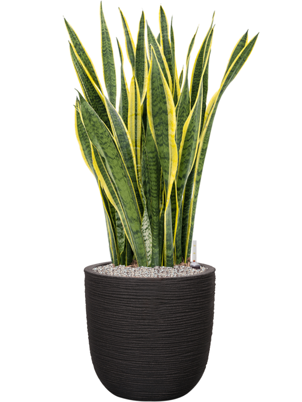 Sansevieria trifasciata Laurentii v obalu Capi Nature Rib NL - substrát Vulkastrat, průměr 43 cm Sanseveria, Tchýnin jazyk, Tenura