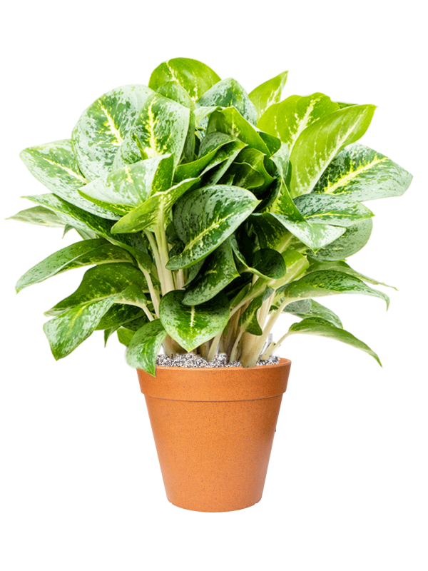 Aglaonema Lemon Mint in Fibrics Bamboo - substrát Vulkastrat, průměr 25 cm Aglaonema, Spící panna