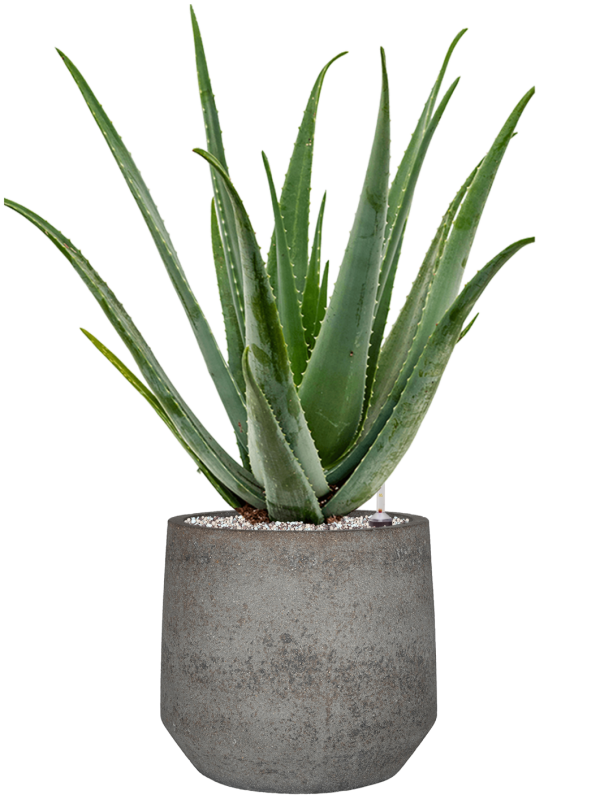 Aloe vera barbadensis in Cement & Stone - substrát Vulkastrat, průměr 32 cm Aloe pravá