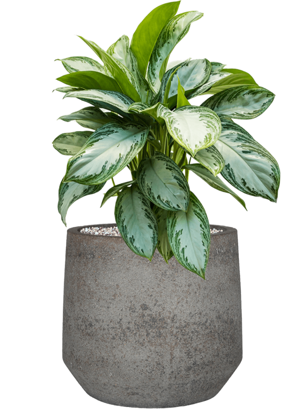 Aglaonema Silver Bay in Cement & Stone - substrát Vulkastrat, průměr 32 cm Aglaonema, Spící panna