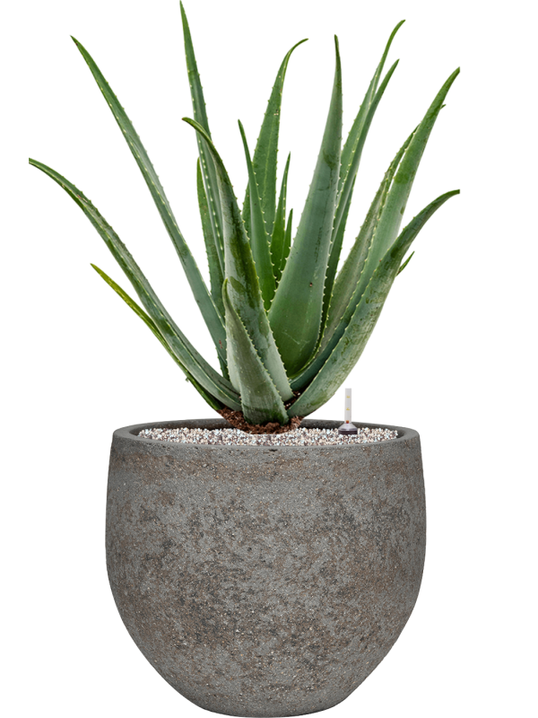 Aloe vera barbadensis in Cement & Stone - substrát Vulkastrat, průměr 30 cm Aloe pravá