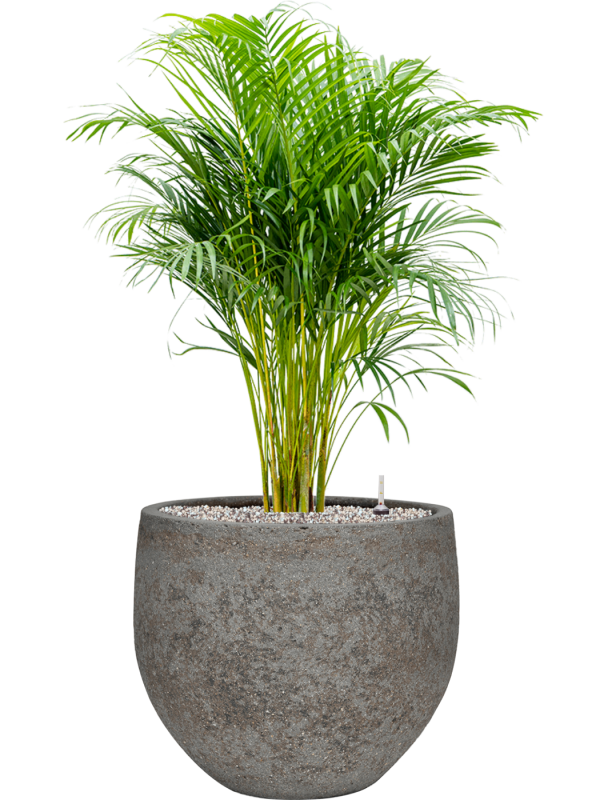 Dypsis (Areca) lutescens in Cement & Stone - substrát Vulkastrat, průměr 30 cm Palma areková