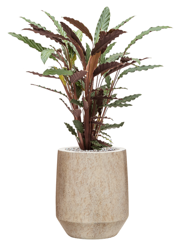 Calathea rufibarba Wavestar in Mineral - substrát Vulkastrat, průměr 28 cm Kalatea